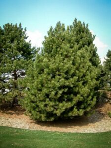 Сосна Чёрная (Pinus Nigra) купить по цене от 270.00р. в интернет-магазине «Посадика» с доставкой почтой в в Тереке и по всей России – [изображение №1].