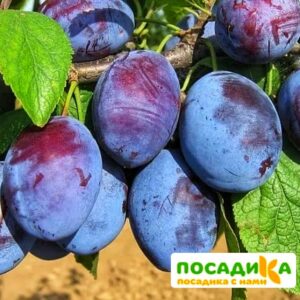 Слива Чачакская ранняя купить по цене от 229.00р. в интернет-магазине «Посадика» с доставкой почтой в в Тереке и по всей России – [изображение №1].