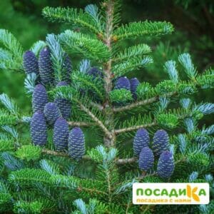 Пихта корейская (Abies koreana) купить по цене от 450.00р. в интернет-магазине «Посадика» с доставкой почтой в в Тереке и по всей России – [изображение №1].