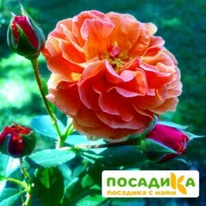 Роза Арабия купить по цене от 350.00р. в интернет-магазине «Посадика» с доставкой почтой в в Тереке и по всей России – [изображение №1].