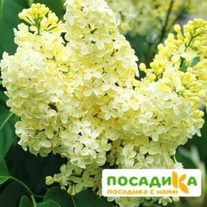 Сирень Примроуз (Primrose) купить по цене от 529.00р. в интернет-магазине «Посадика» с доставкой почтой в в Тереке и по всей России – [изображение №1].