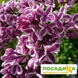 Сирень Сенсация купить по цене от 529.00р. в интернет-магазине «Посадика» с доставкой почтой в в Тереке и по всей России – [изображение №1].