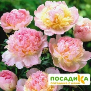 Пион Распберри Сандей (Paeonia Raspberry Sundae) купить по цене от 959р. в интернет-магазине «Посадика» с доставкой почтой в в Тереке и по всей России – [изображение №1].