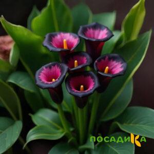 Калла Аура Лейс купить по цене от 400р. в интернет-магазине «Посадика» с доставкой почтой в в Тереке и по всей России – [изображение №1].