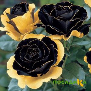 Роза Ханни Сикл купить по цене от 700р. в интернет-магазине «Посадика» с доставкой почтой в в Тереке и по всей России – [изображение №1].