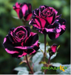 Роза Багровый Шепот купить по цене от 366р. в интернет-магазине «Посадика» с доставкой почтой в в Тереке и по всей России – [изображение №1].