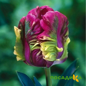 Тюльпан Экзотик Хэвен купить по цене от 186р. в интернет-магазине «Посадика» с доставкой почтой в в Тереке и по всей России – [изображение №1].