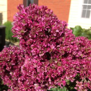 Флокс Филингс купить по цене от 329р. в интернет-магазине «Посадика» с доставкой почтой в в Тереке и по всей России – [изображение №1].