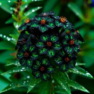 Флокс Ривьера купить по цене от 299р. в интернет-магазине «Посадика» с доставкой почтой в в Тереке и по всей России – [изображение №1].