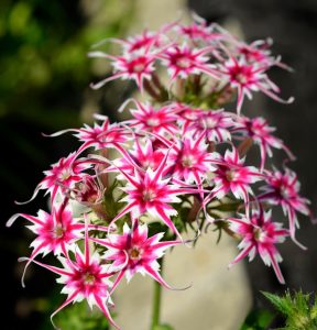 Флокс Метельчатый Путь купить по цене от 456р. в интернет-магазине «Посадика» с доставкой почтой в в Тереке и по всей России – [изображение №1].