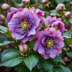 Морозник Айс Принцесс Чарм купить по цене от 650р. в интернет-магазине «Посадика» с доставкой почтой в в Тереке и по всей России – [изображение №1].