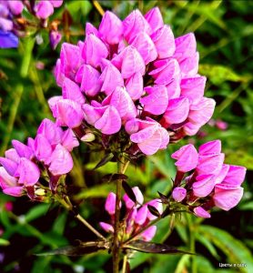 Флокс Бутоник купить по цене от 461р. в интернет-магазине «Посадика» с доставкой почтой в в Тереке и по всей России – [изображение №1].