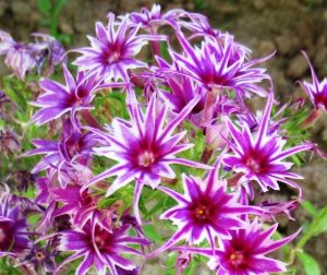 Флокс Звездное Кружево купить по цене от 361р. в интернет-магазине «Посадика» с доставкой почтой в в Тереке и по всей России – [изображение №1].