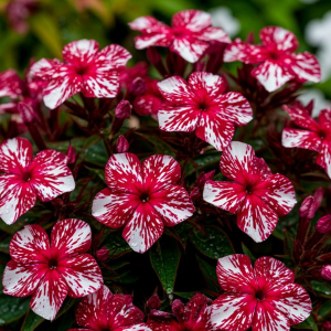 Флокс Ливер Гриммер купить по цене от 590р. в интернет-магазине «Посадика» с доставкой почтой в в Тереке и по всей России – [изображение №1].